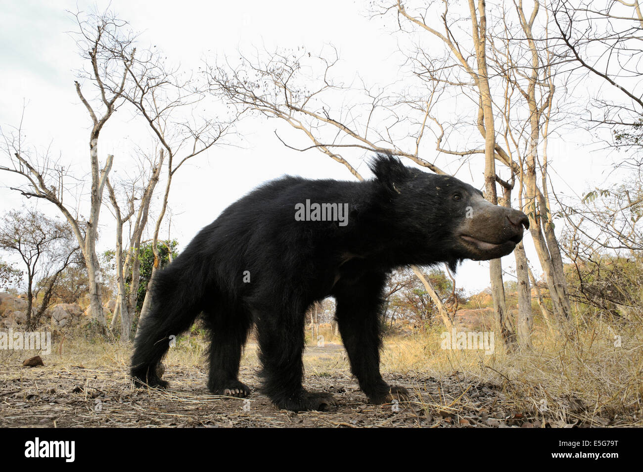 Sloth Bear Habitat Stock Photo - Alamy