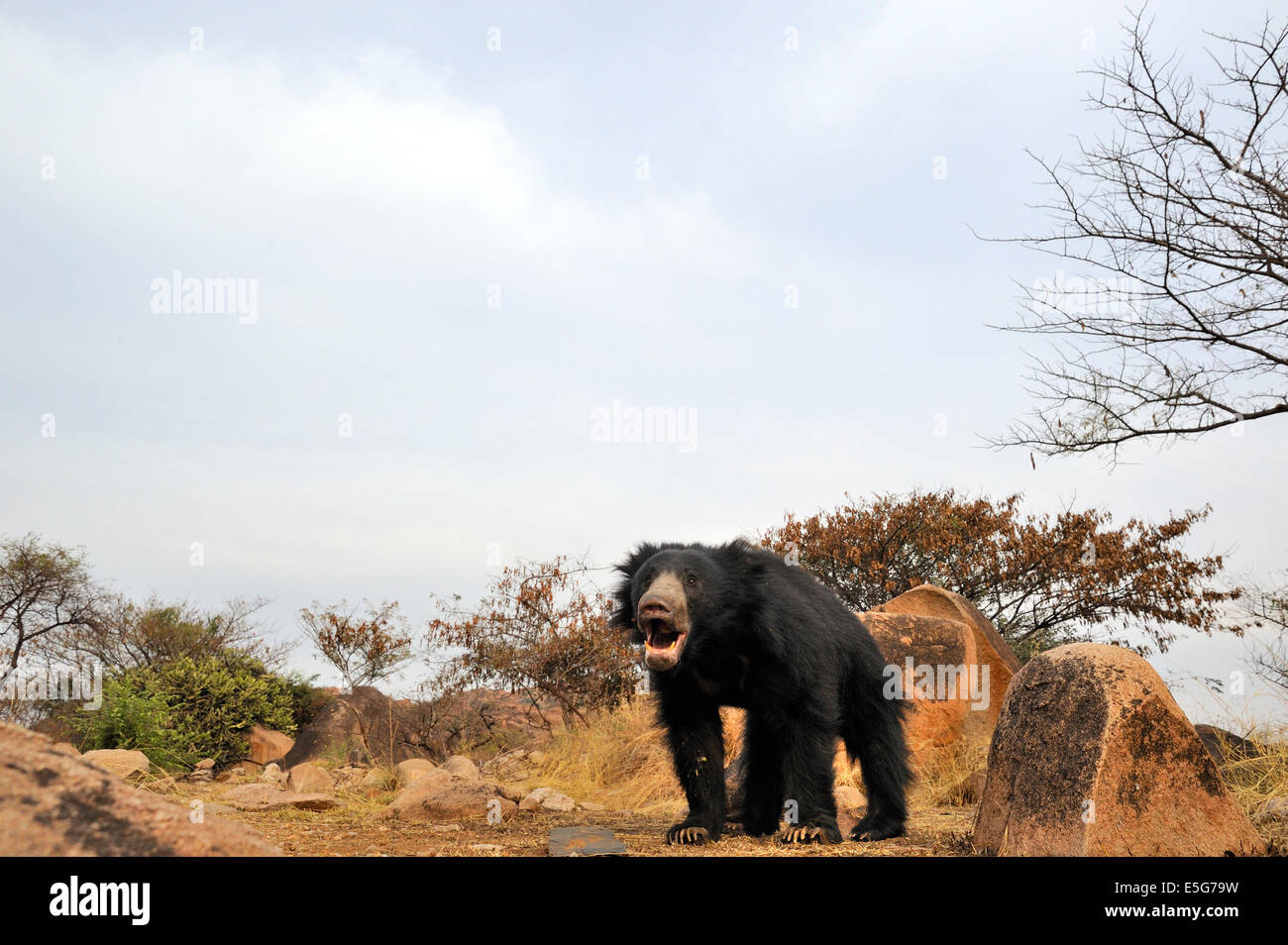 Sloth Bear Habitat Stock Photo - Alamy