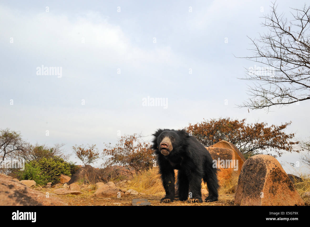 Sloth Bear Habitat Stock Photo - Alamy