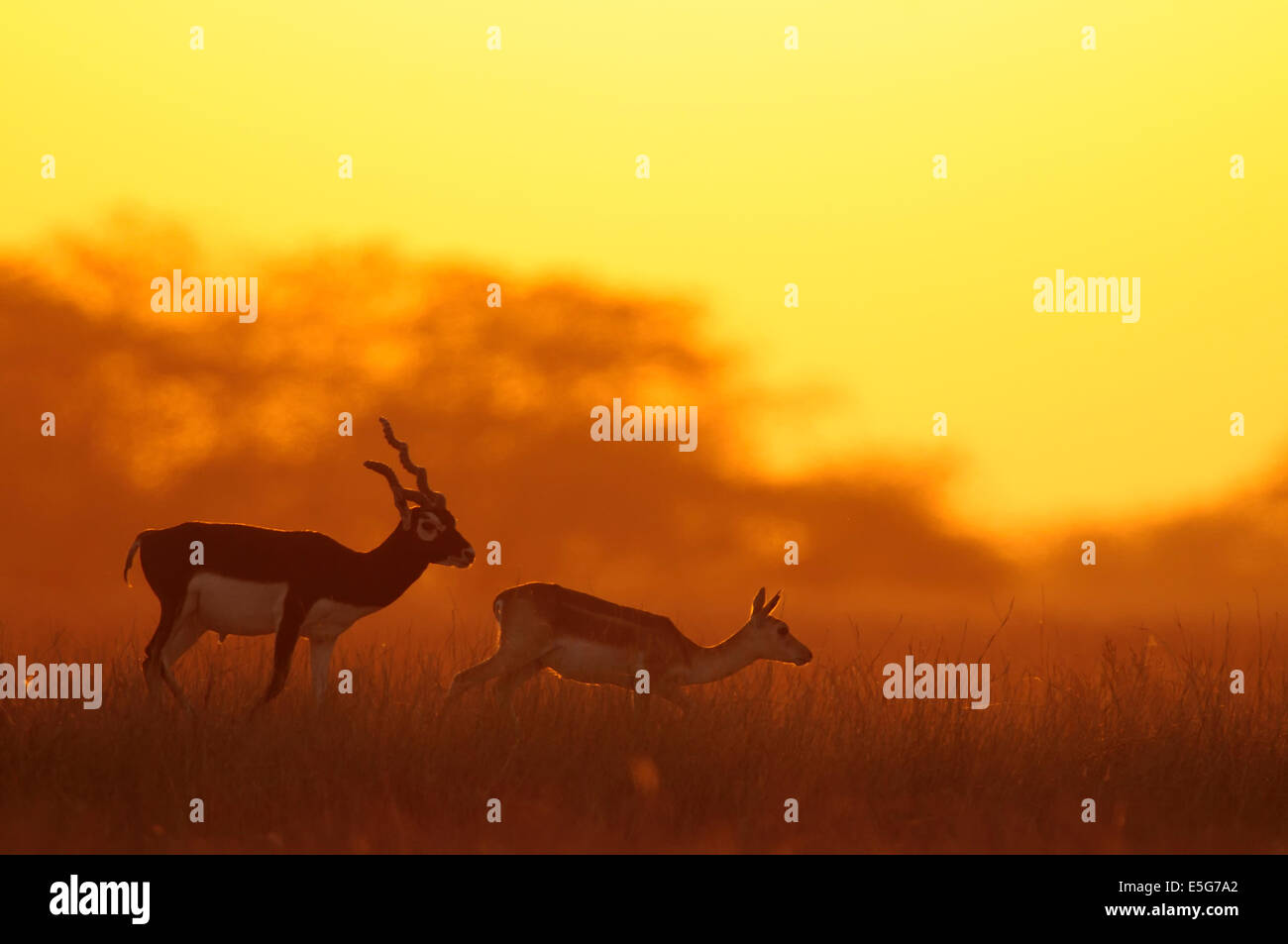 Blackbuck male and female hires stock photography and images Alamy