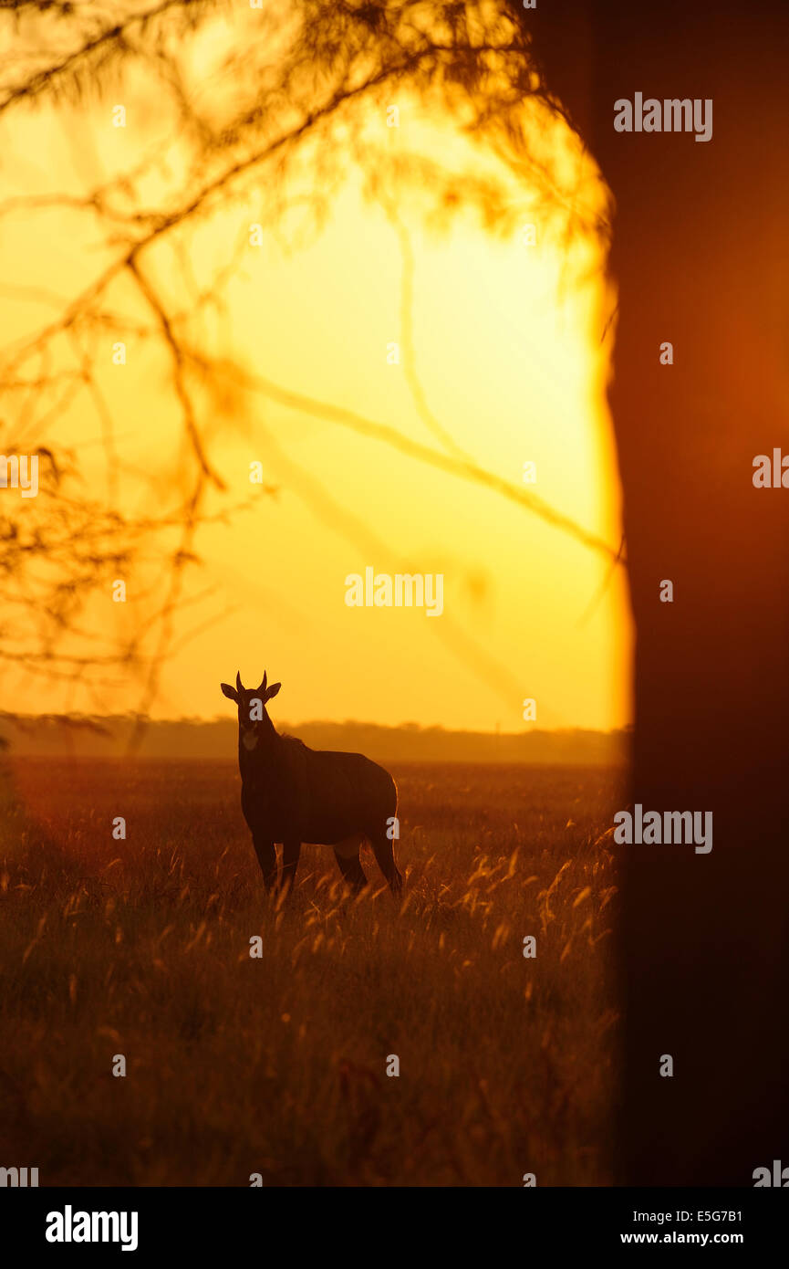 Neelghai during Sunrise Stock Photo - Alamy