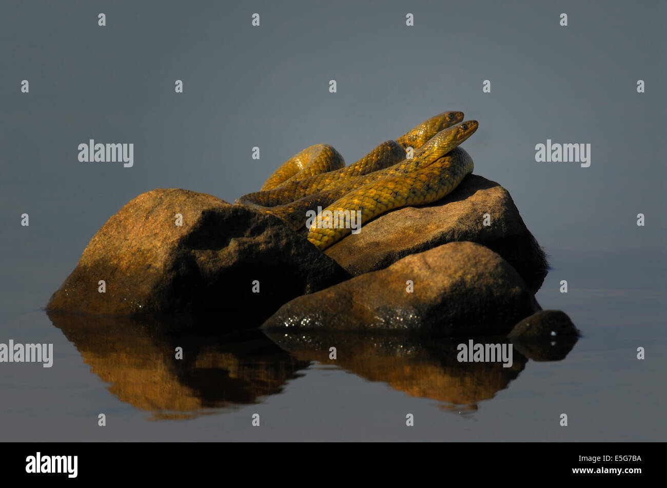 Checkered Keelback  Snakes Stock Photo