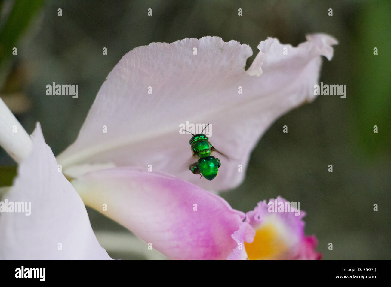 Euglossinae, abeja  verde, orquidea, Cattleya, Trianae, orchid bee, green bee Stock Photo