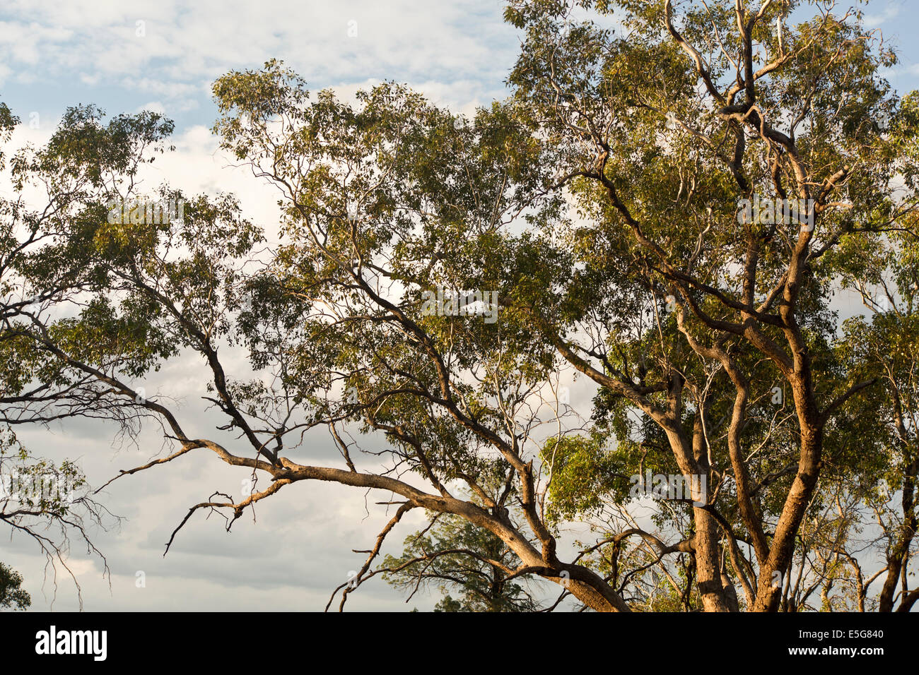 Large eucalyptus trees, also called gum trees, with a beautiful blue sky in background at sunset. Stock Photo