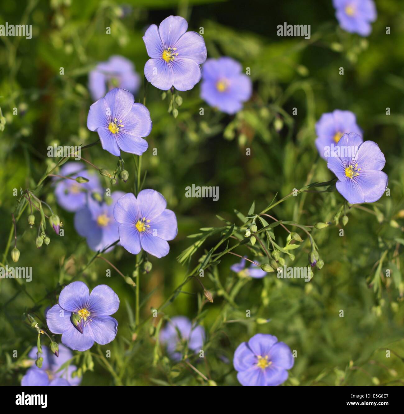 Flax flowers hires stock photography and images Alamy