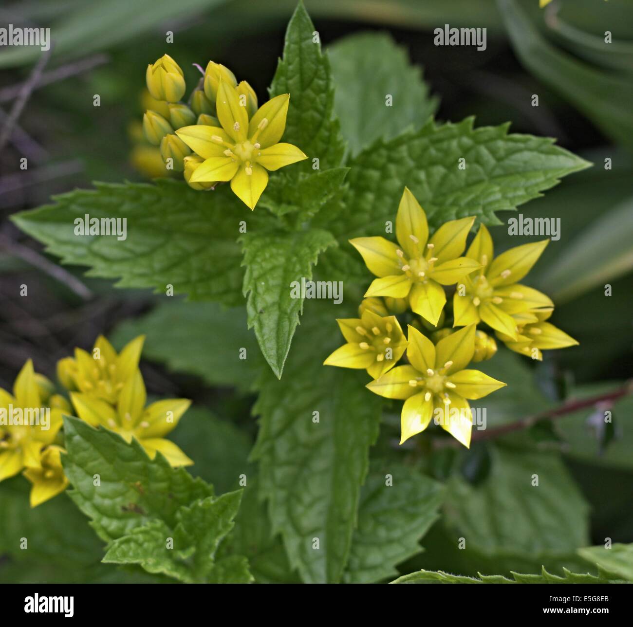 mint and garlic flower Stock Photo Alamy