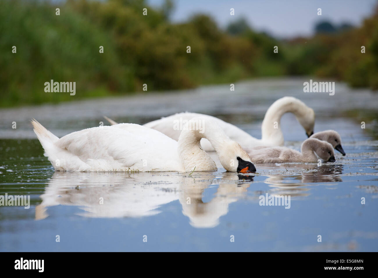 Mute swan family eating Stock Photo Alamy