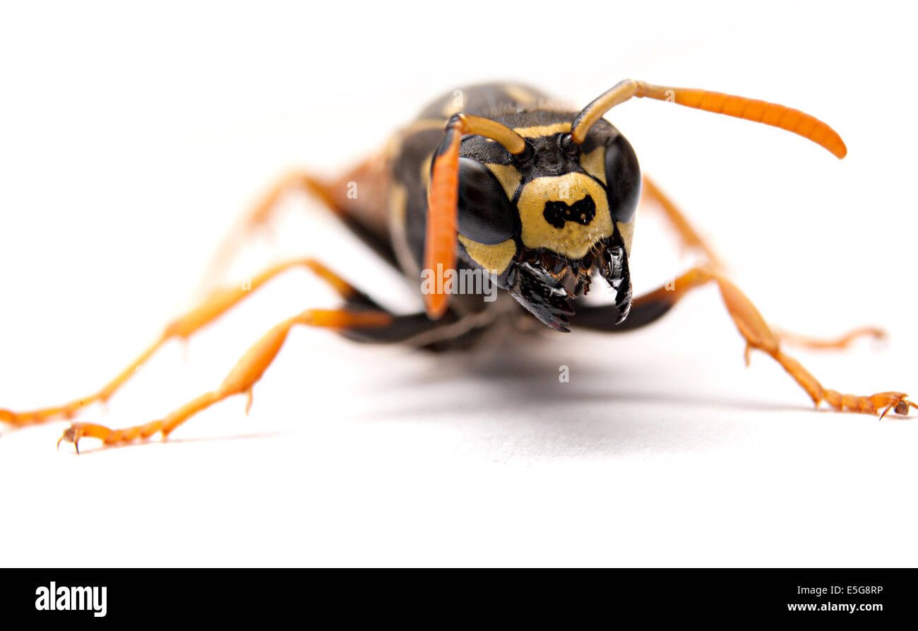Wasp attack with open mandibles or mouth on white background macrophotography Stock Photo