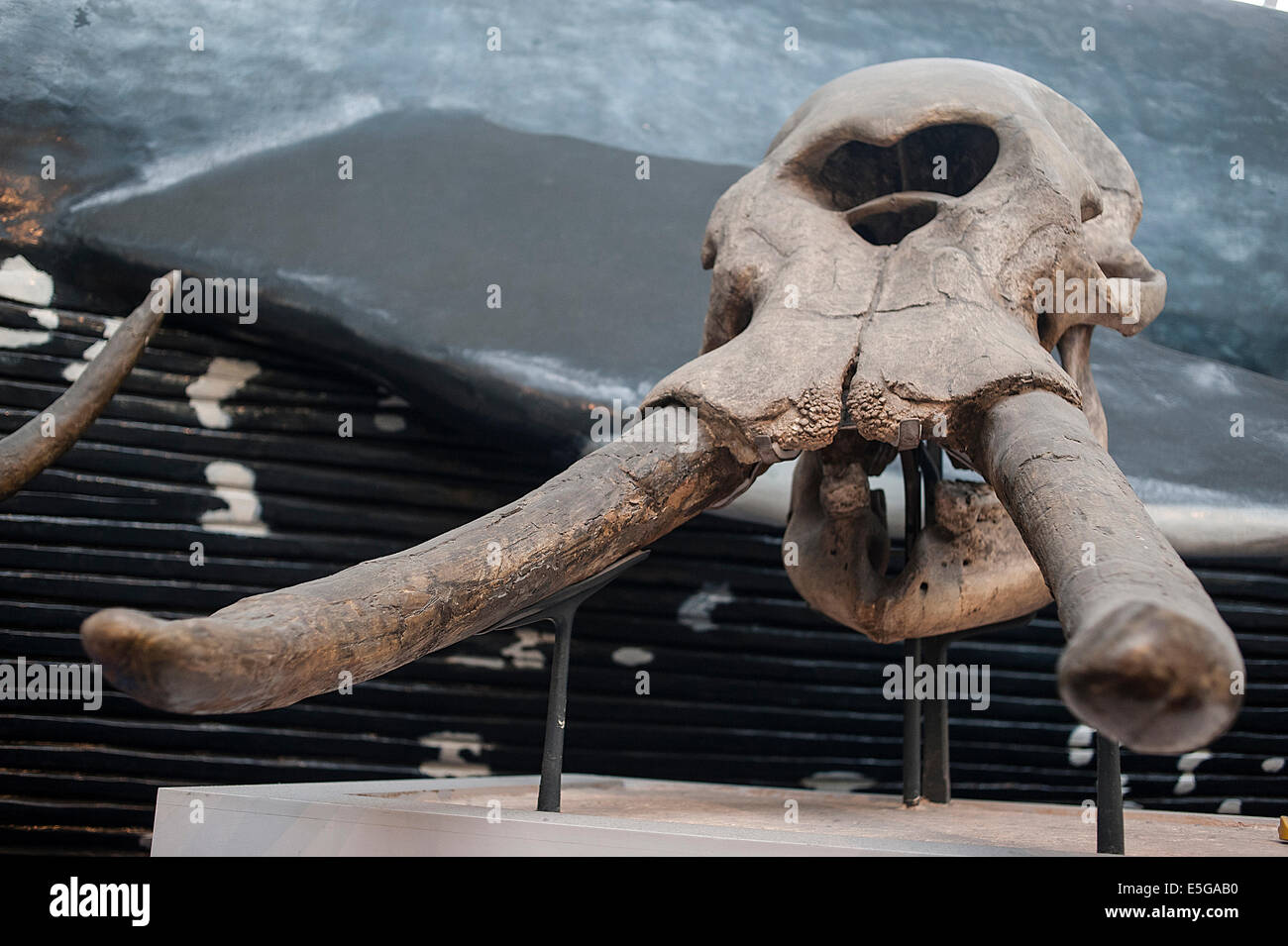 Extinct elephant Cuvieronius platensis, Pleistocene, Buenos Aires, Argentina, South America Stock Photo