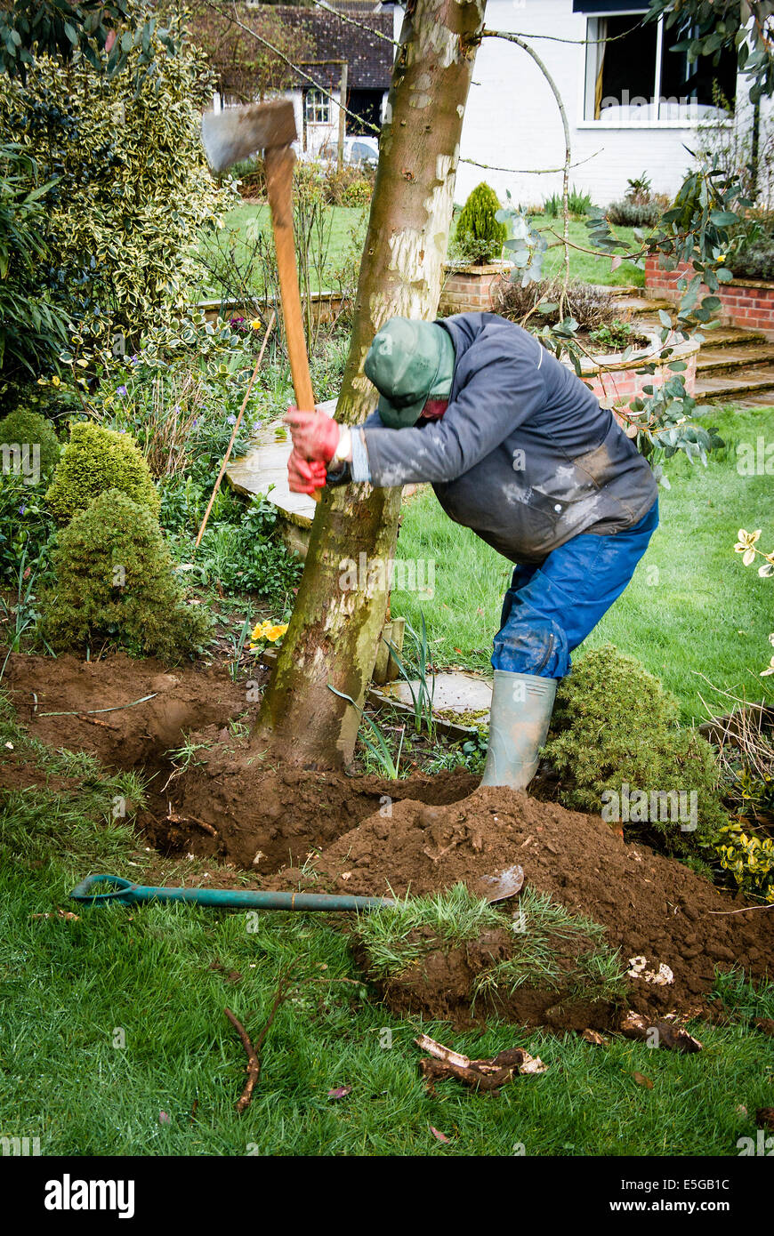Chopping through roots of a dangerous leaning tree Stock Photo Alamy