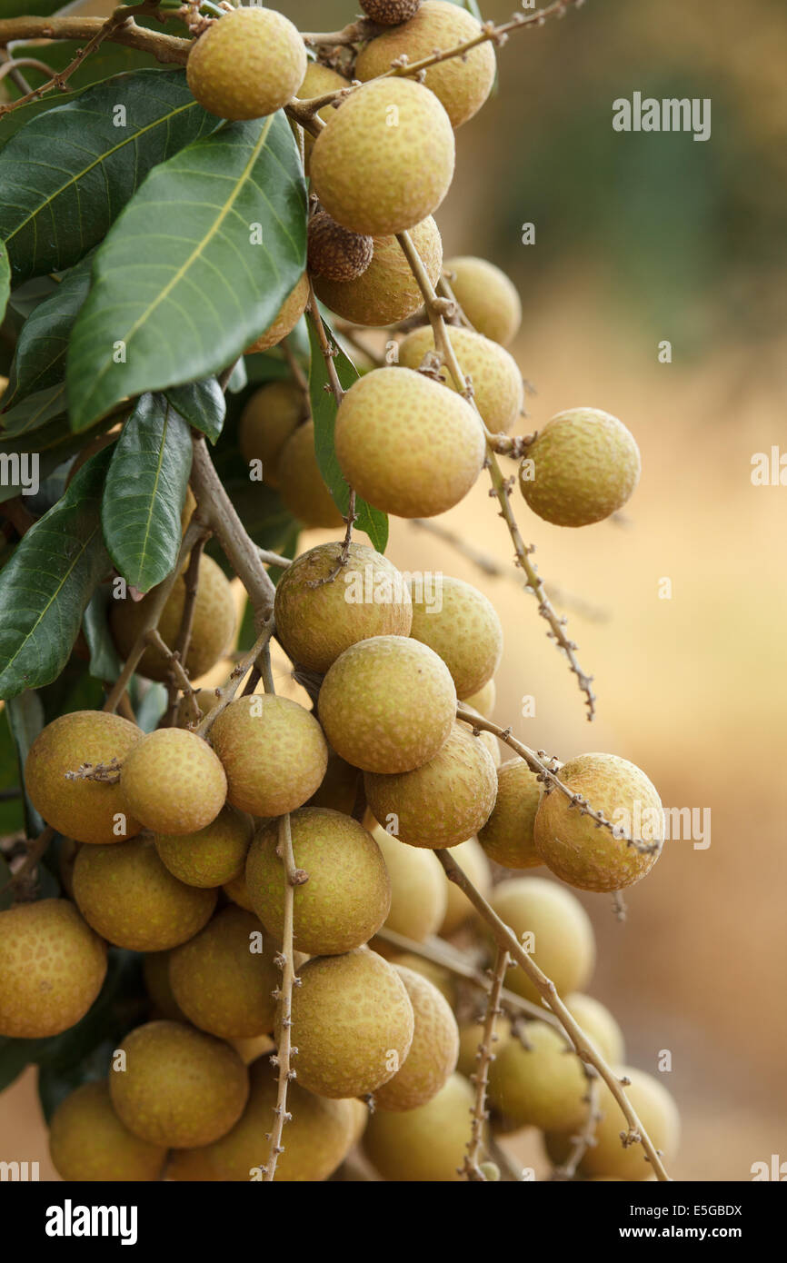 Longan Stock Photo - Alamy
