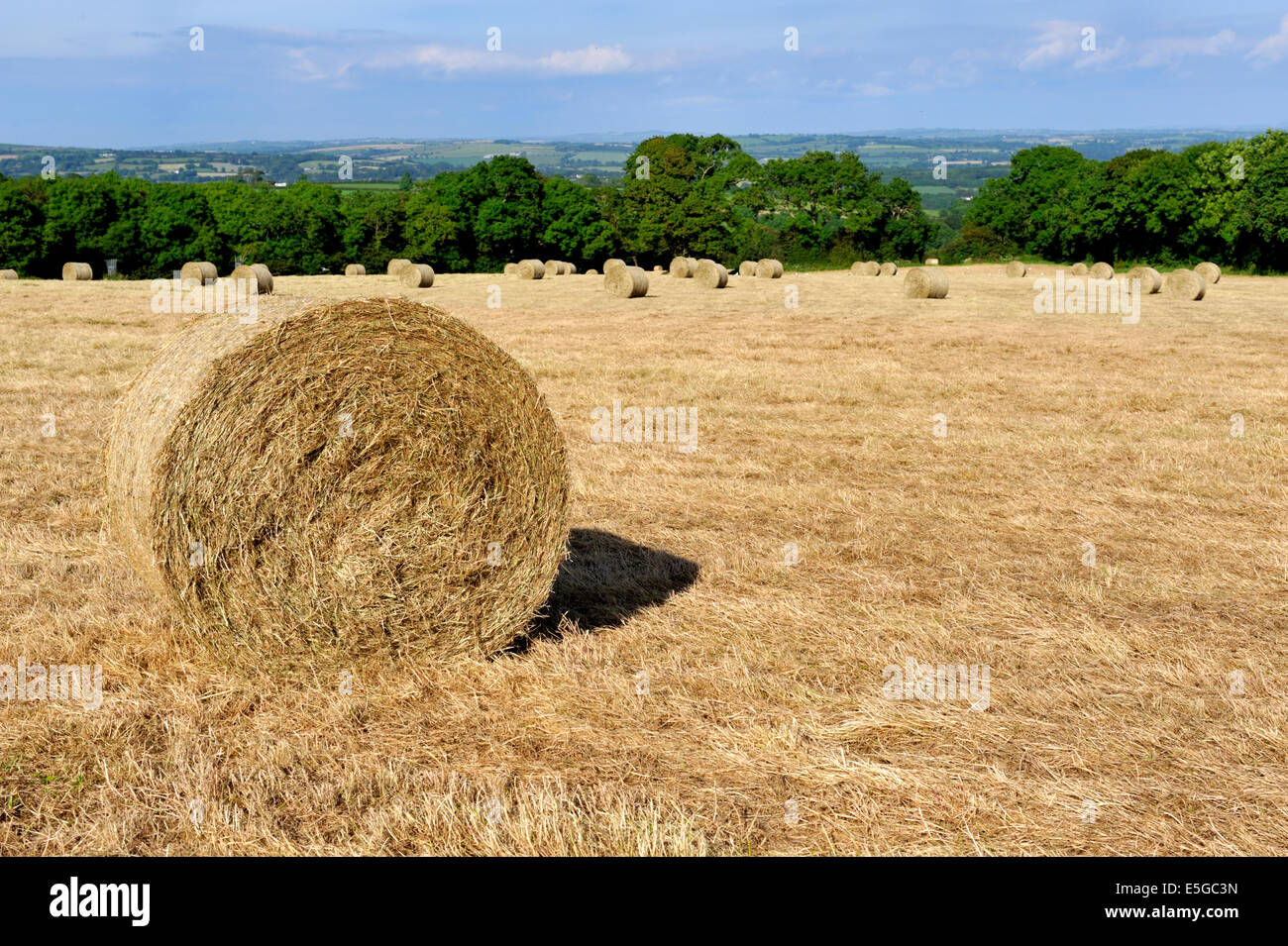 Round hay bales in field Wales, UK Stock Photo