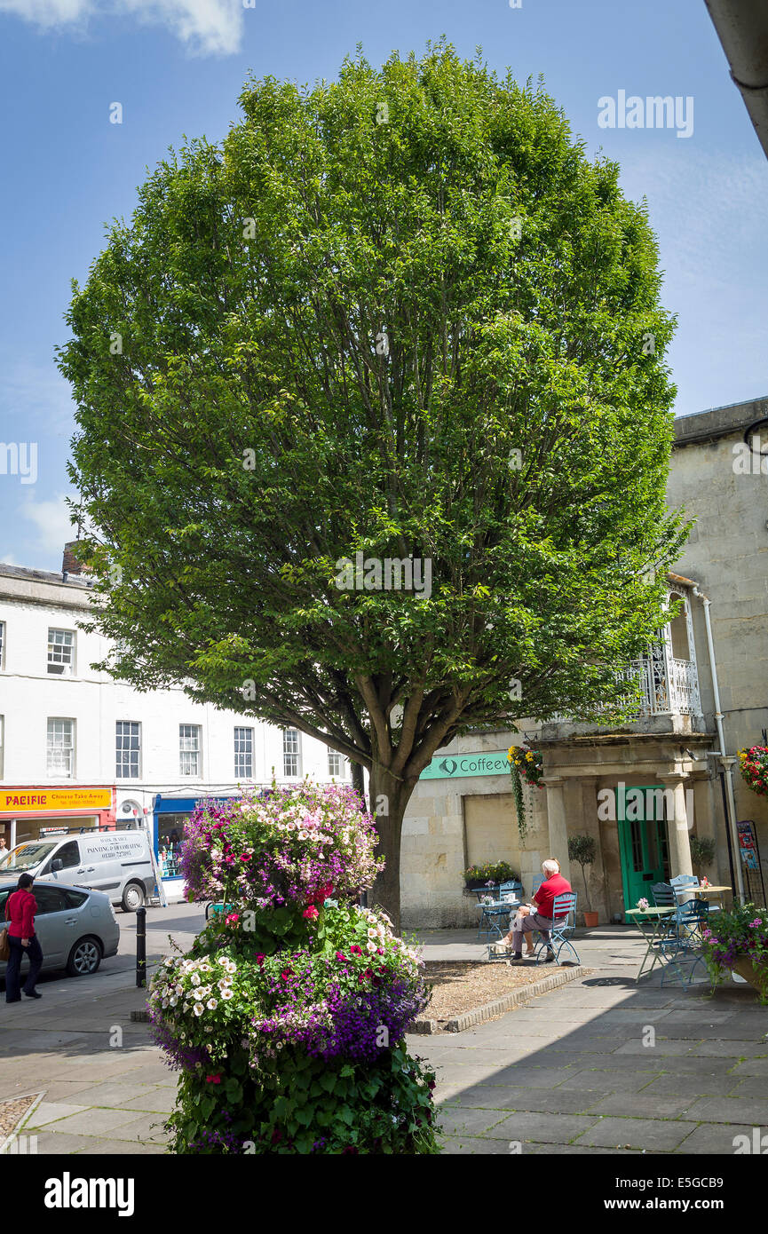 A small square with a medium tree and small coffee shop in Devizes UK Stock Photo