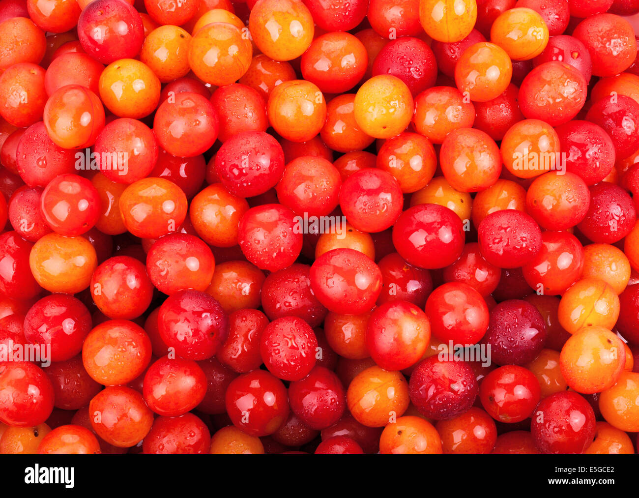 background of ripe juicy cherry plum Stock Photo