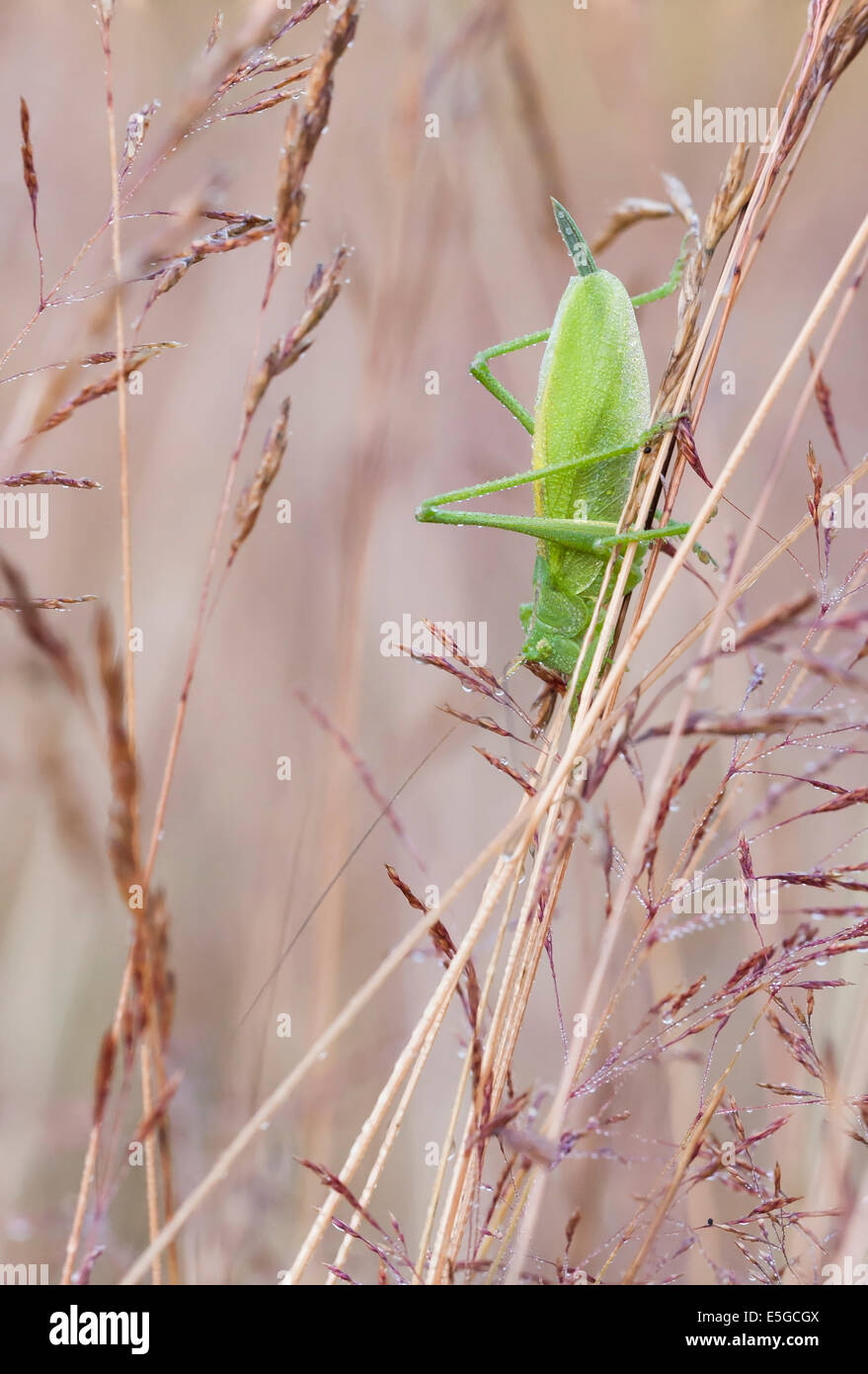 Close up of a big green grasshopper on a hay straw Stock Photo