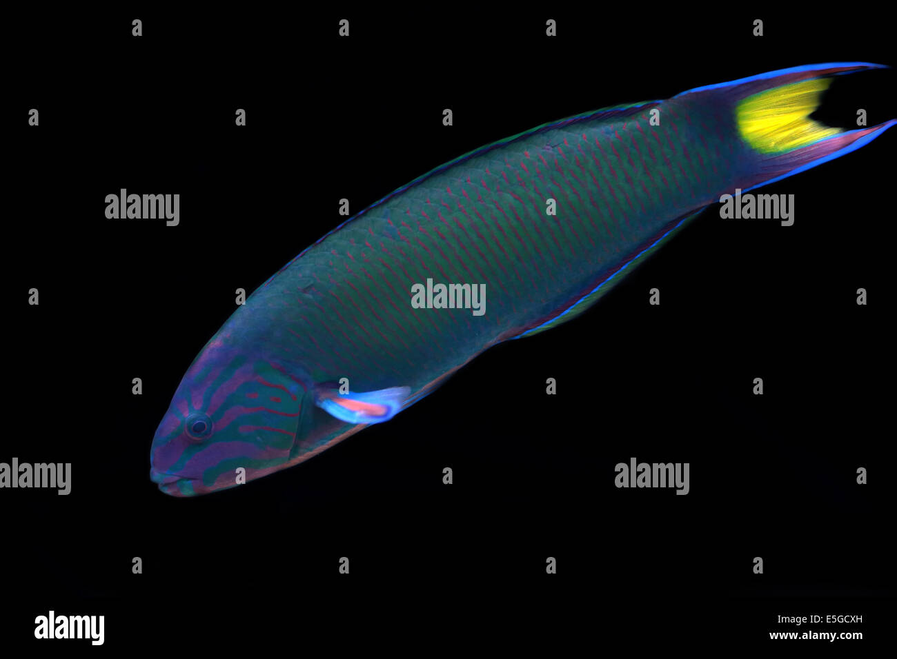 A moon wrasse, Thalassoma lunare, isolated on a black background. This colorful fish can be found on the coral reefs in the Indi Stock Photo