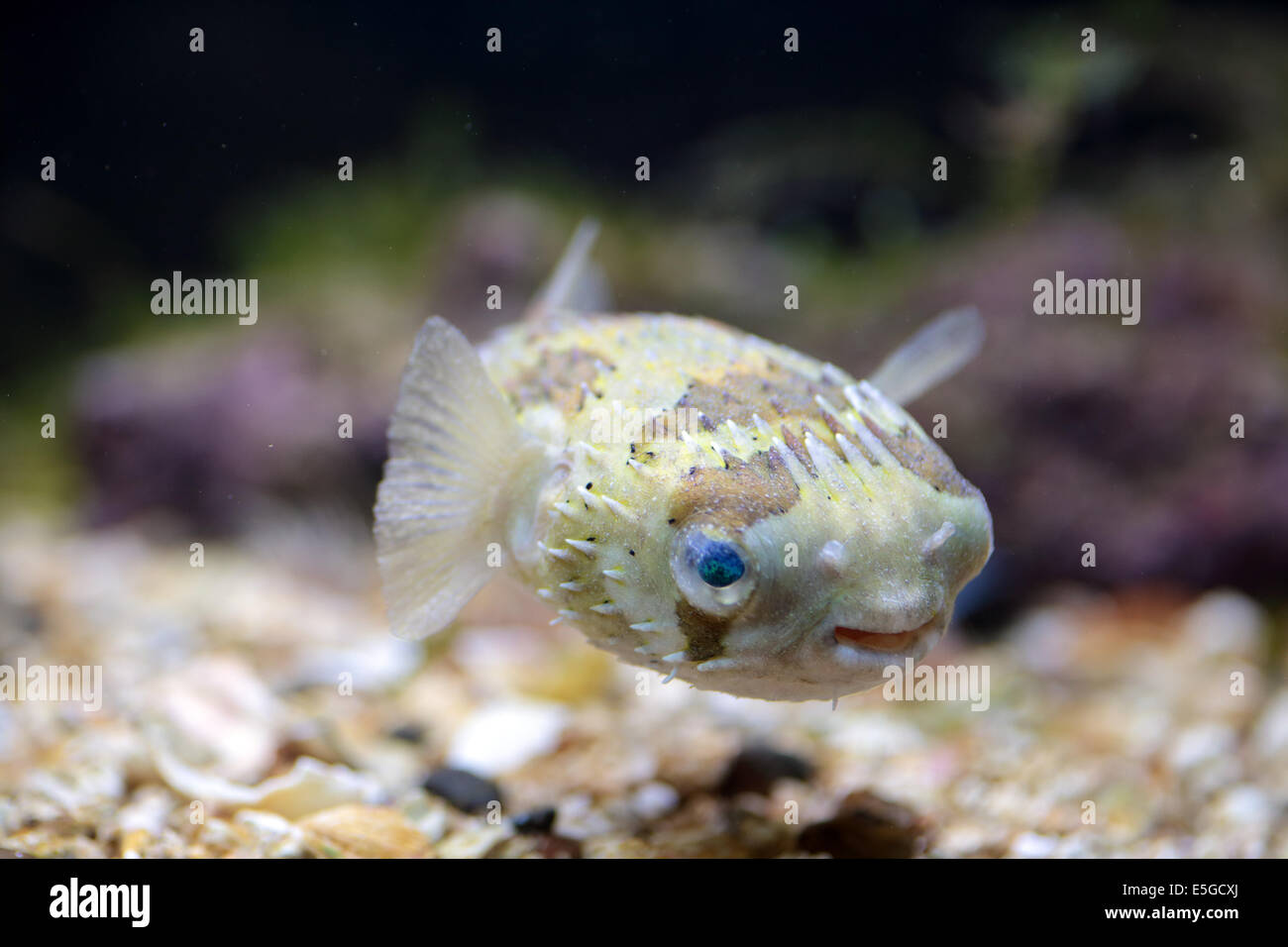 A small porcupinefish, also commonly known as blowfish, swimming near the bottom in a tank Stock Photo