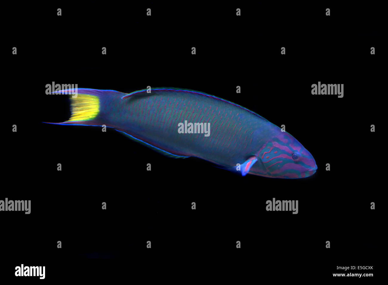 A moon wrasse, Thalassoma lunare, isolated on a black background. This colorful fish can be found on the coral reefs in the Indi Stock Photo