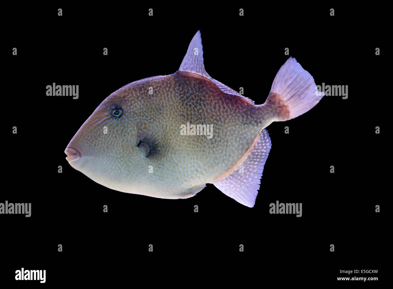 Grey triggerfish, Balistes capriscus, isolated on a black background. This fish can be found in the Mediterranean Sea and in the Stock Photo