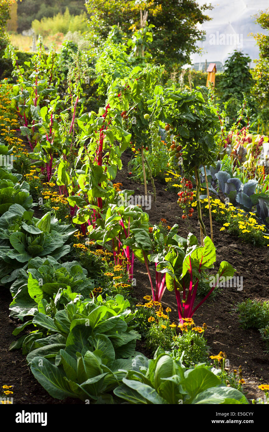 Vegetable garden display in Eden Project Cornwall Stock Photo