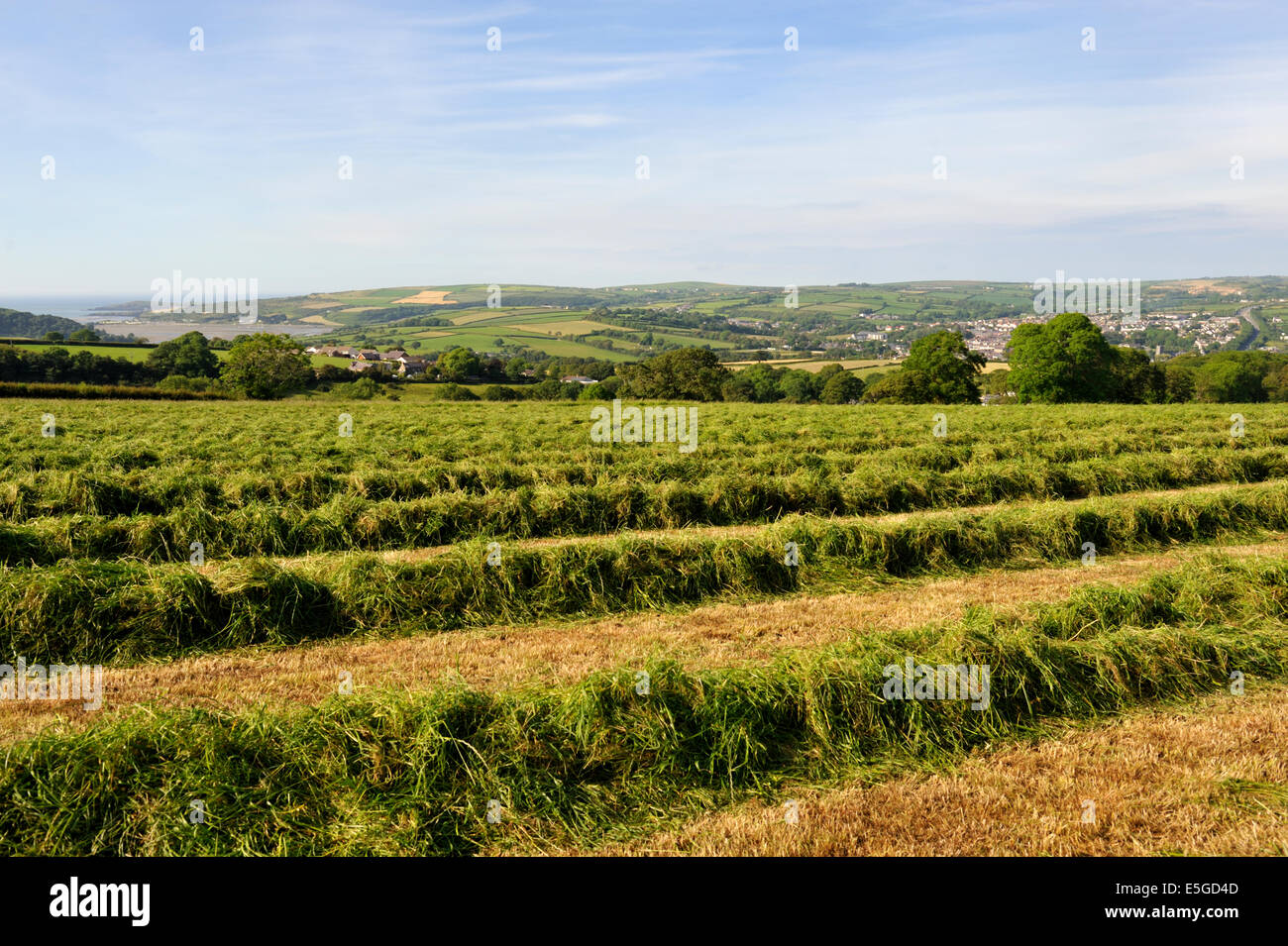 Agricultural field with hay racked to aid drying near Cardigan, Wales, UK Stock Photo
