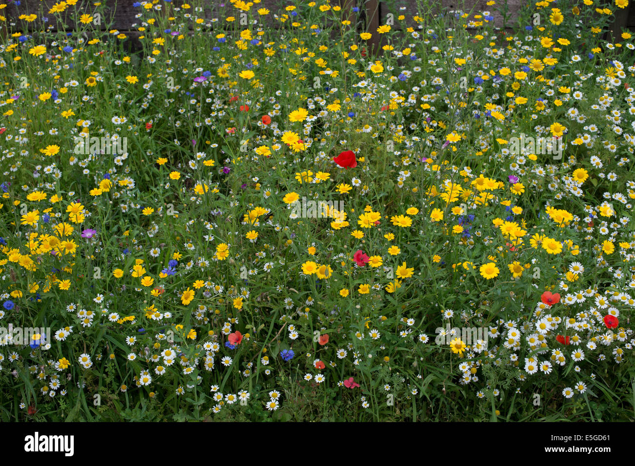 Wildflower border in an English Garden Stock Photo - Alamy