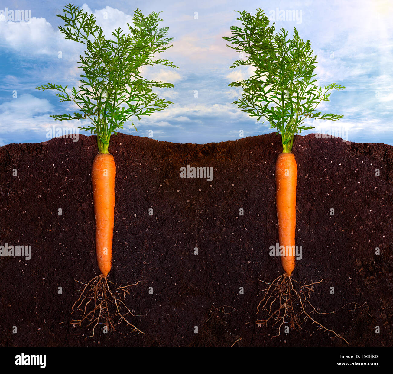 Морковь какая почва. Морковь растет в земле. Морковь на грядке. Морковь в земле. Овощи растущие в земле.