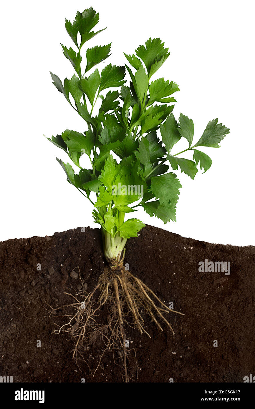 Closeup of celery with the roots in the ground. Side view Stock Photo