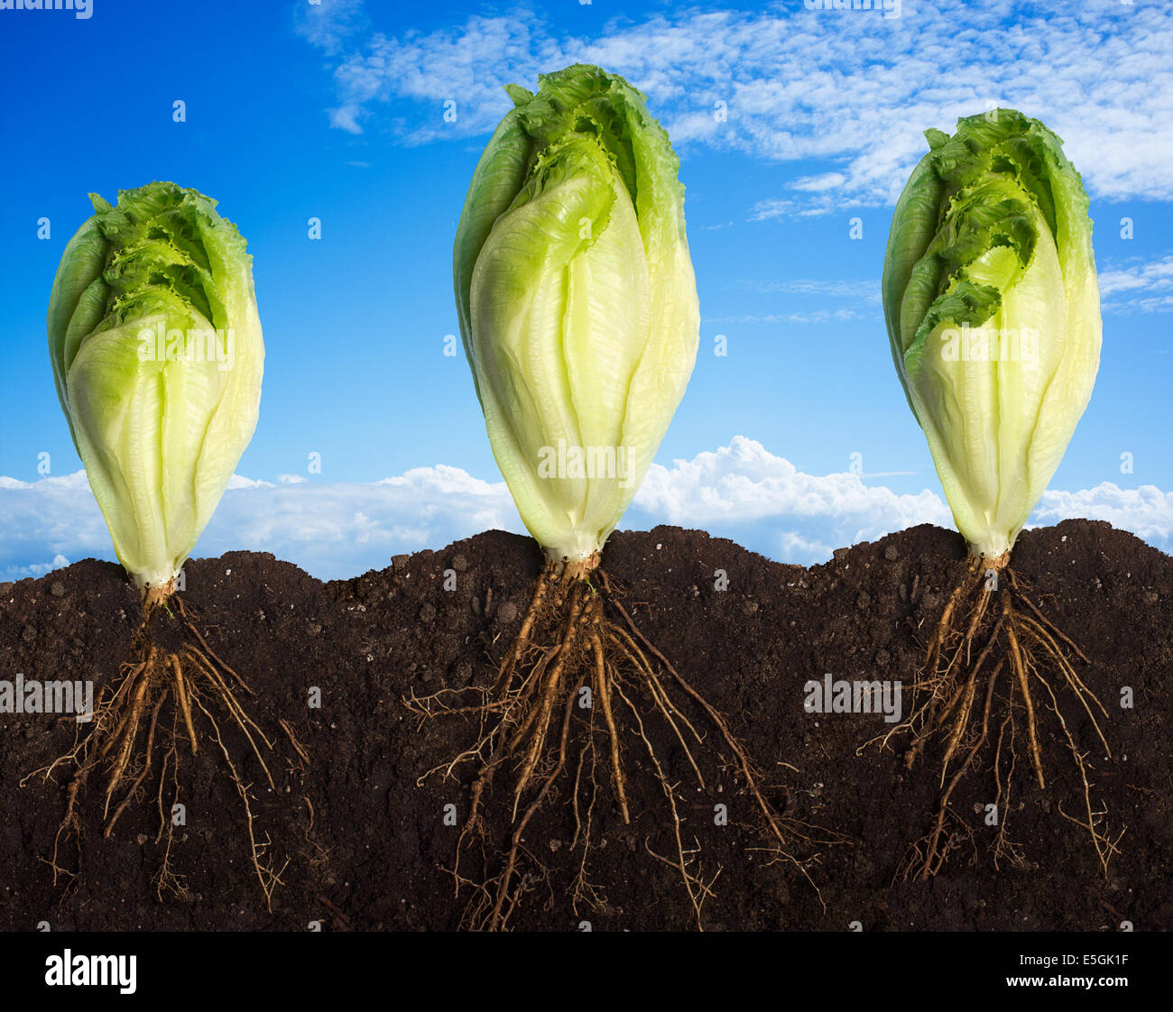 Side view of three lettuces with the roots in the ground Stock Photo - Alamy