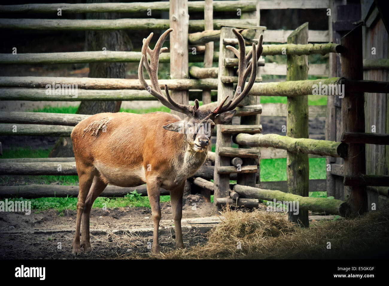 Deer behind the fence eating hay Stock Photo Alamy