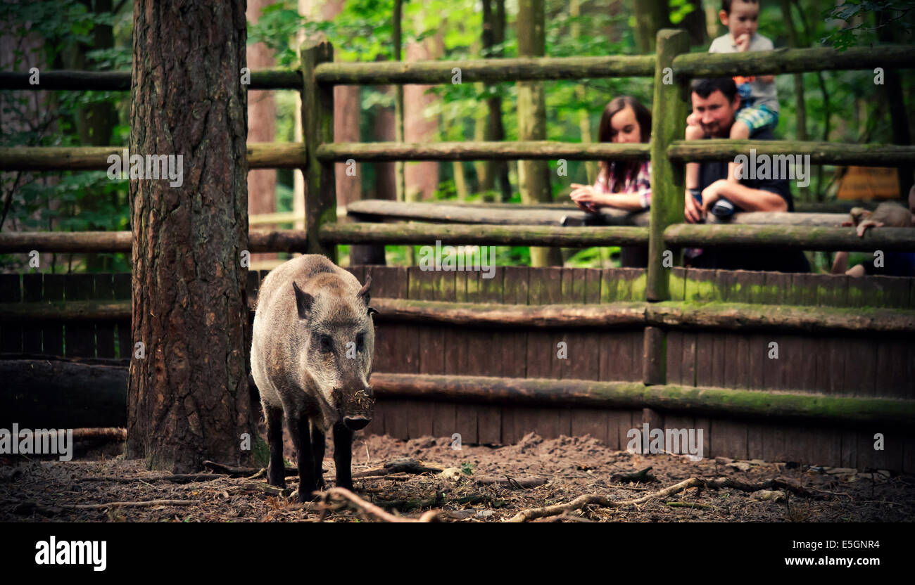 Wild boar behind the fence Stock Photo - Alamy
