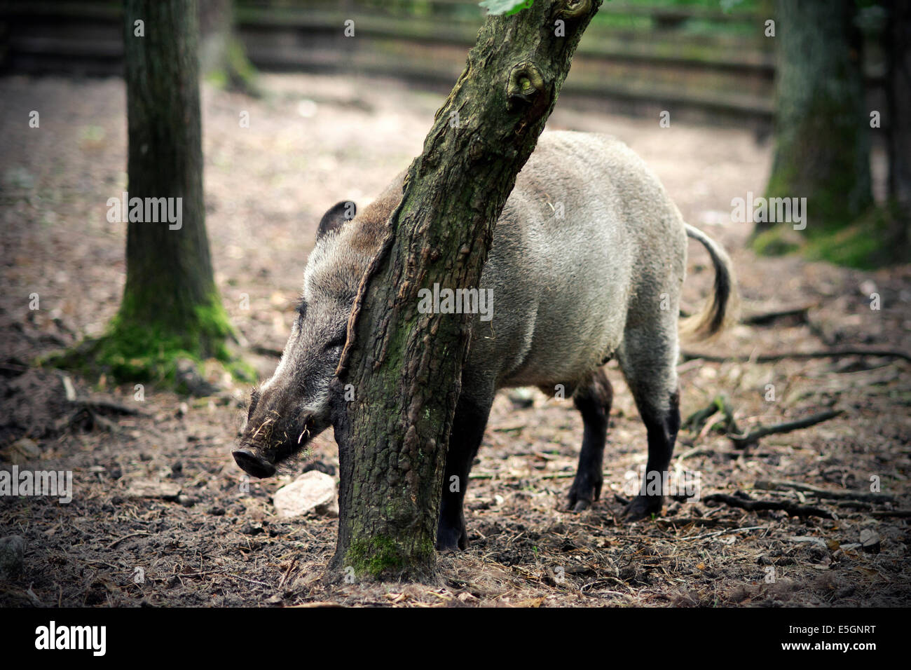 Wild boar behind the fence Stock Photo - Alamy