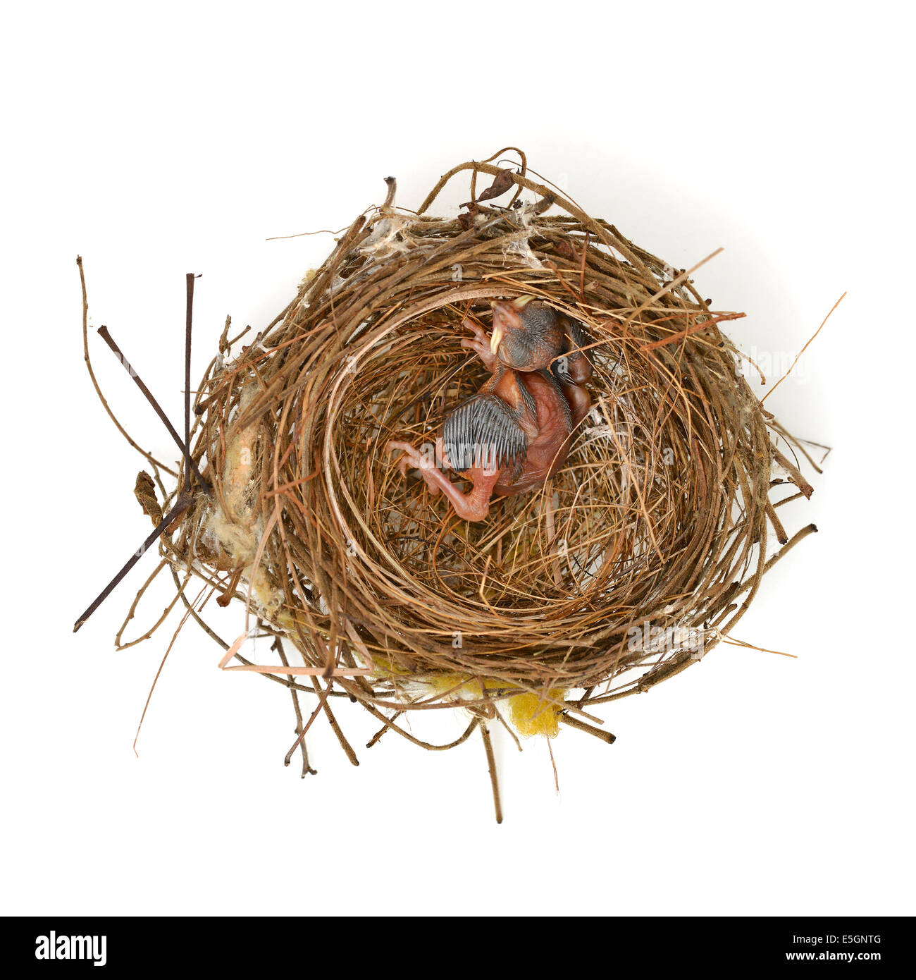 baby bird in a nest Stock Photo