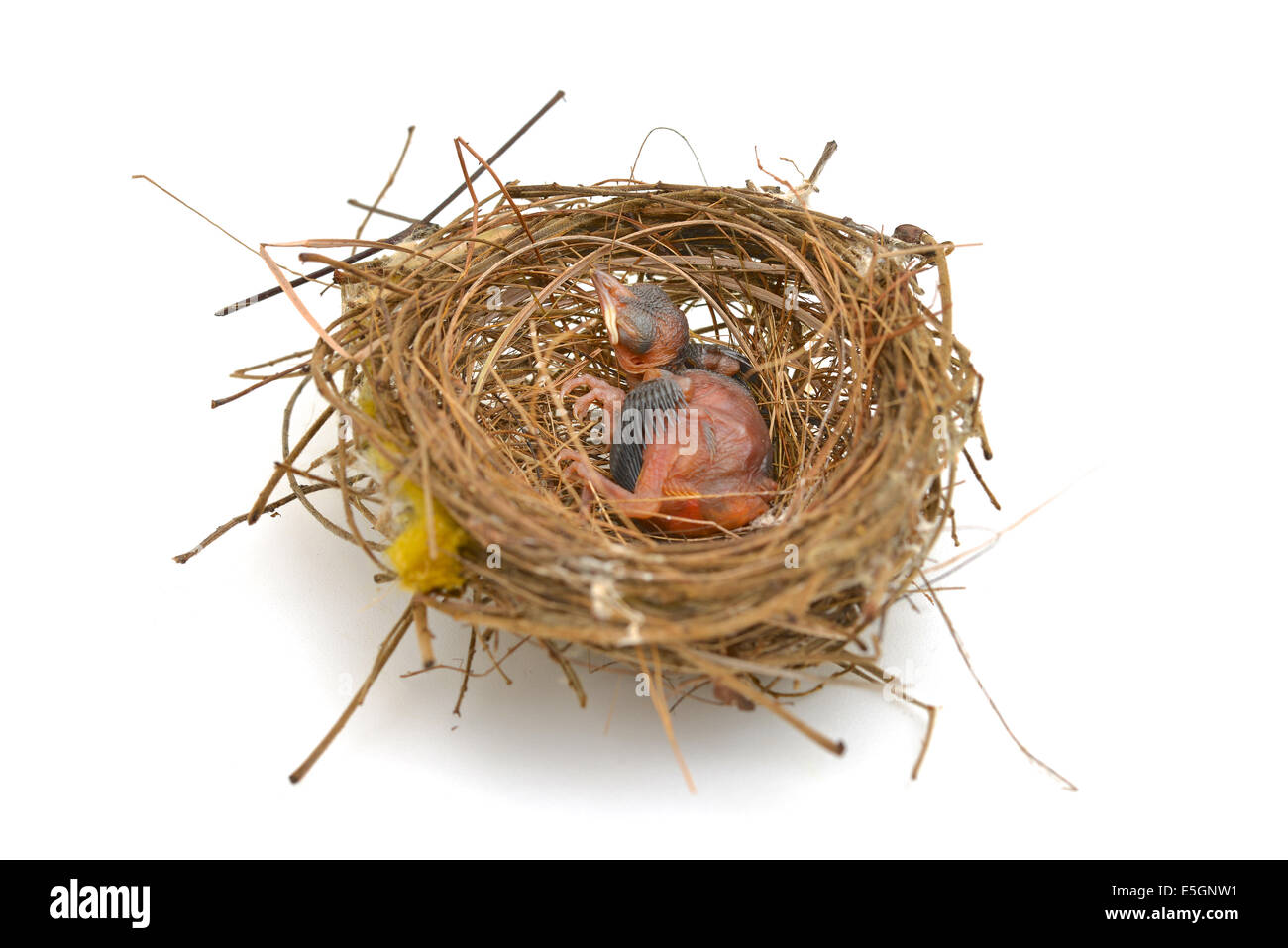 baby bird in a nest Stock Photo