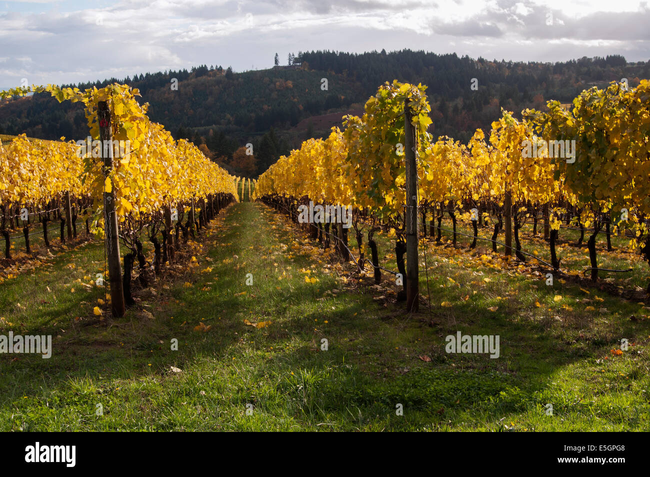 Vineyards in Carlton, Oregon in the Willamette Valley. Stock Photo