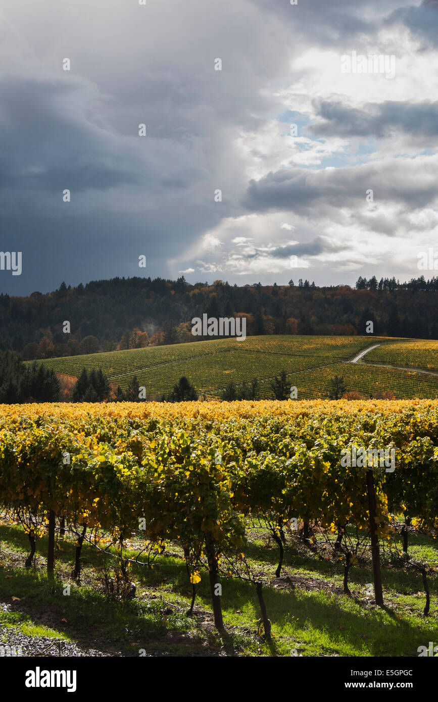 Yamhill-Carlton Wine Country, Willamette Valley Oregon. Stock Photo