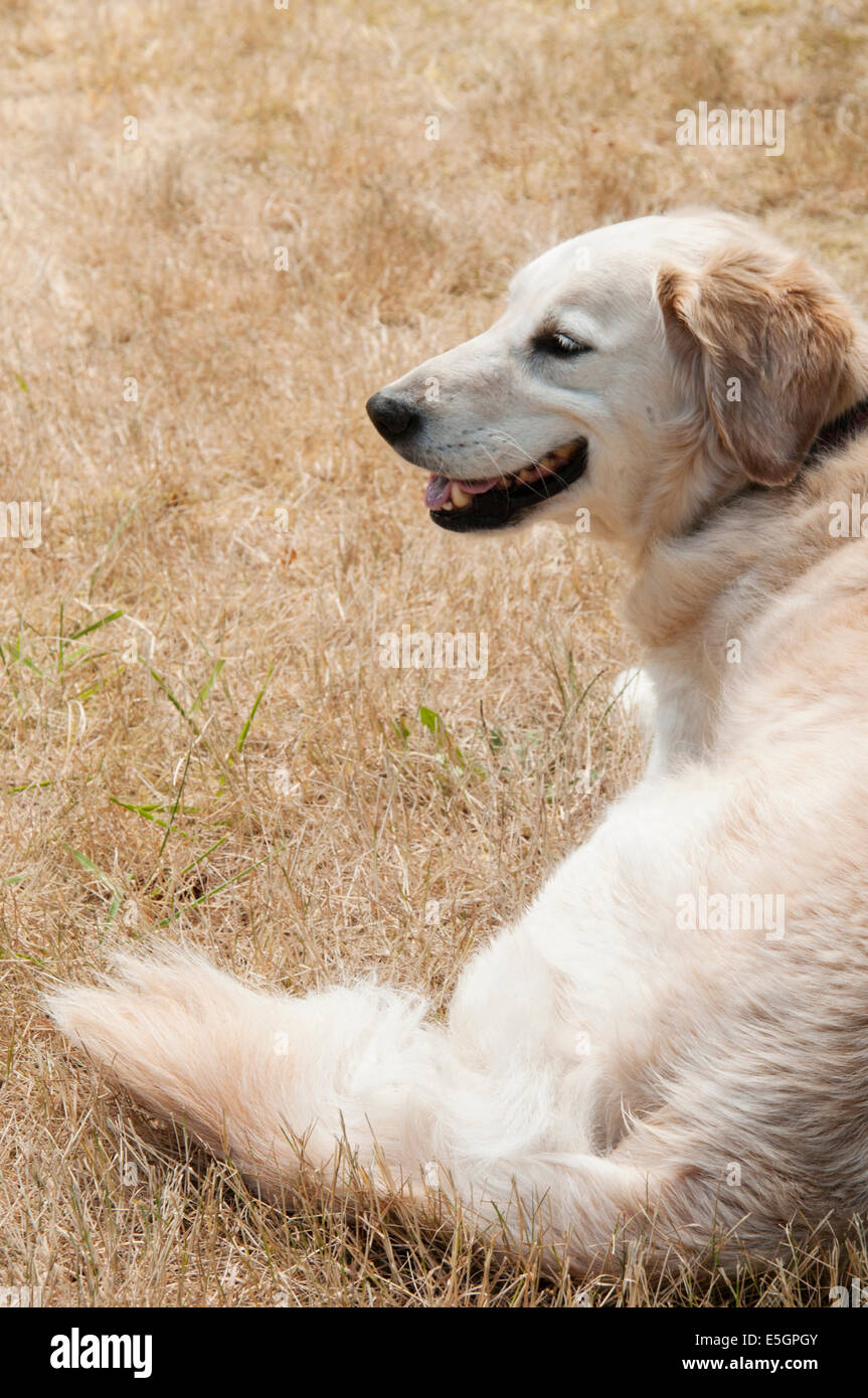 A golden retriever sitting on the grass Stock Photo - Alamy