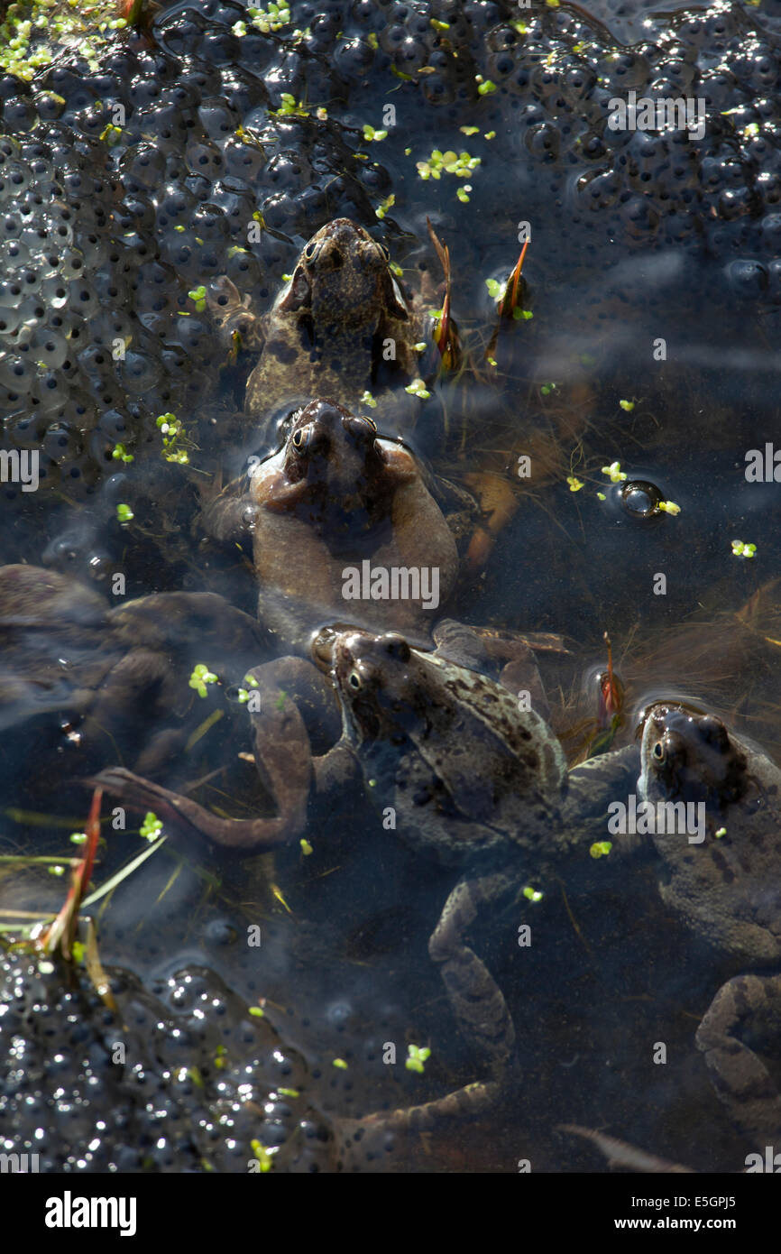Mating frogs and frog spawn in a pond in an English garden Stock Photo