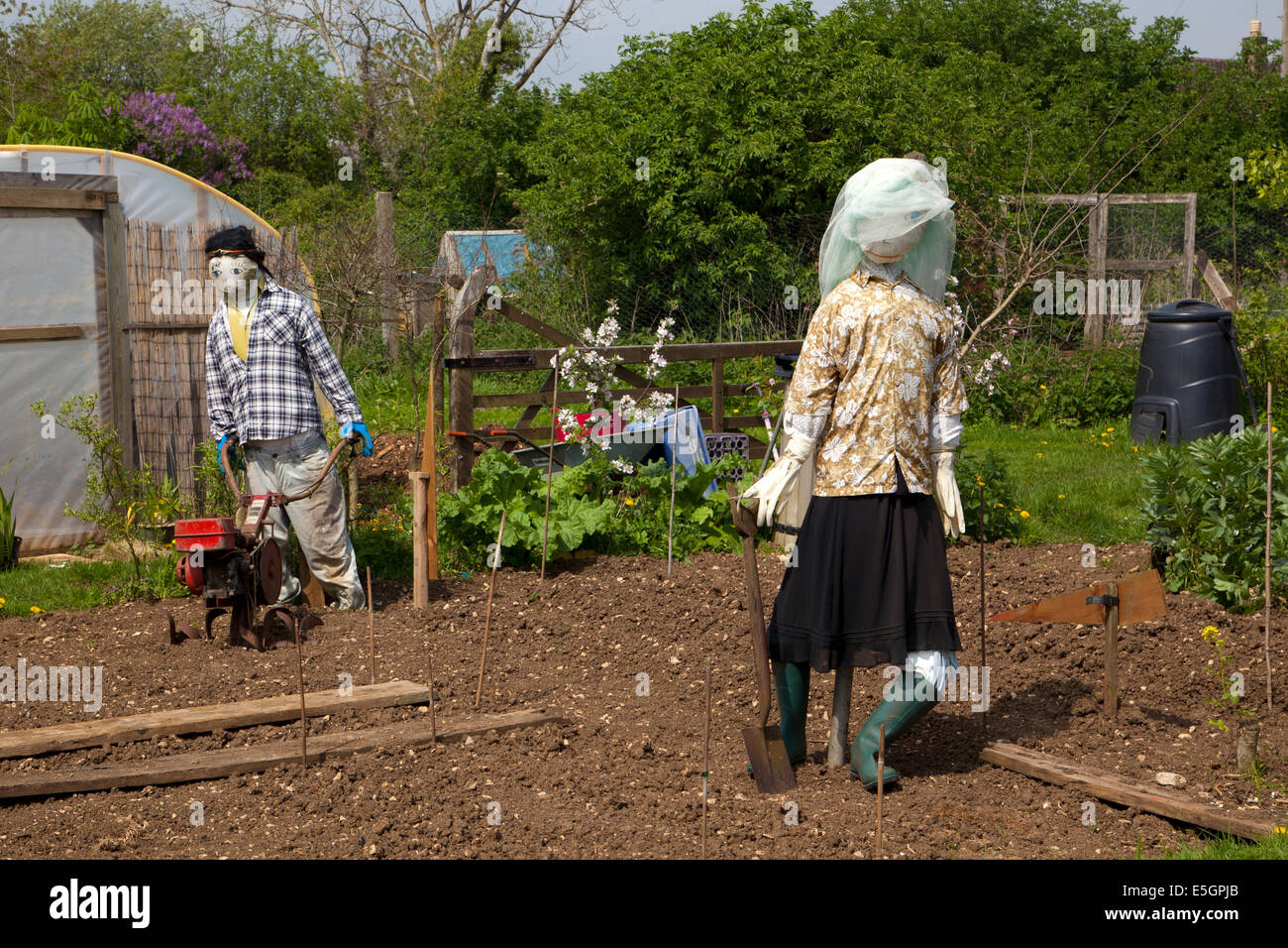 Scarecrows on allotment in England Stock Photo