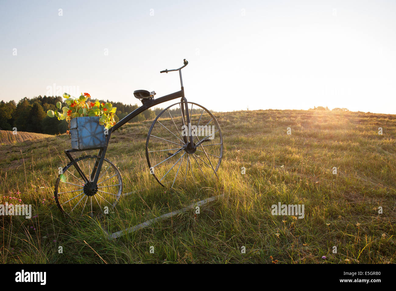 antique bike with flower pot on field Stock Photo