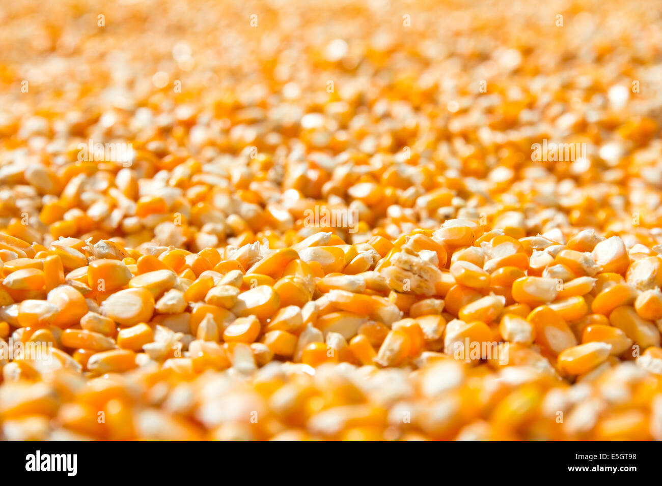 corn seed background Stock Photo - Alamy