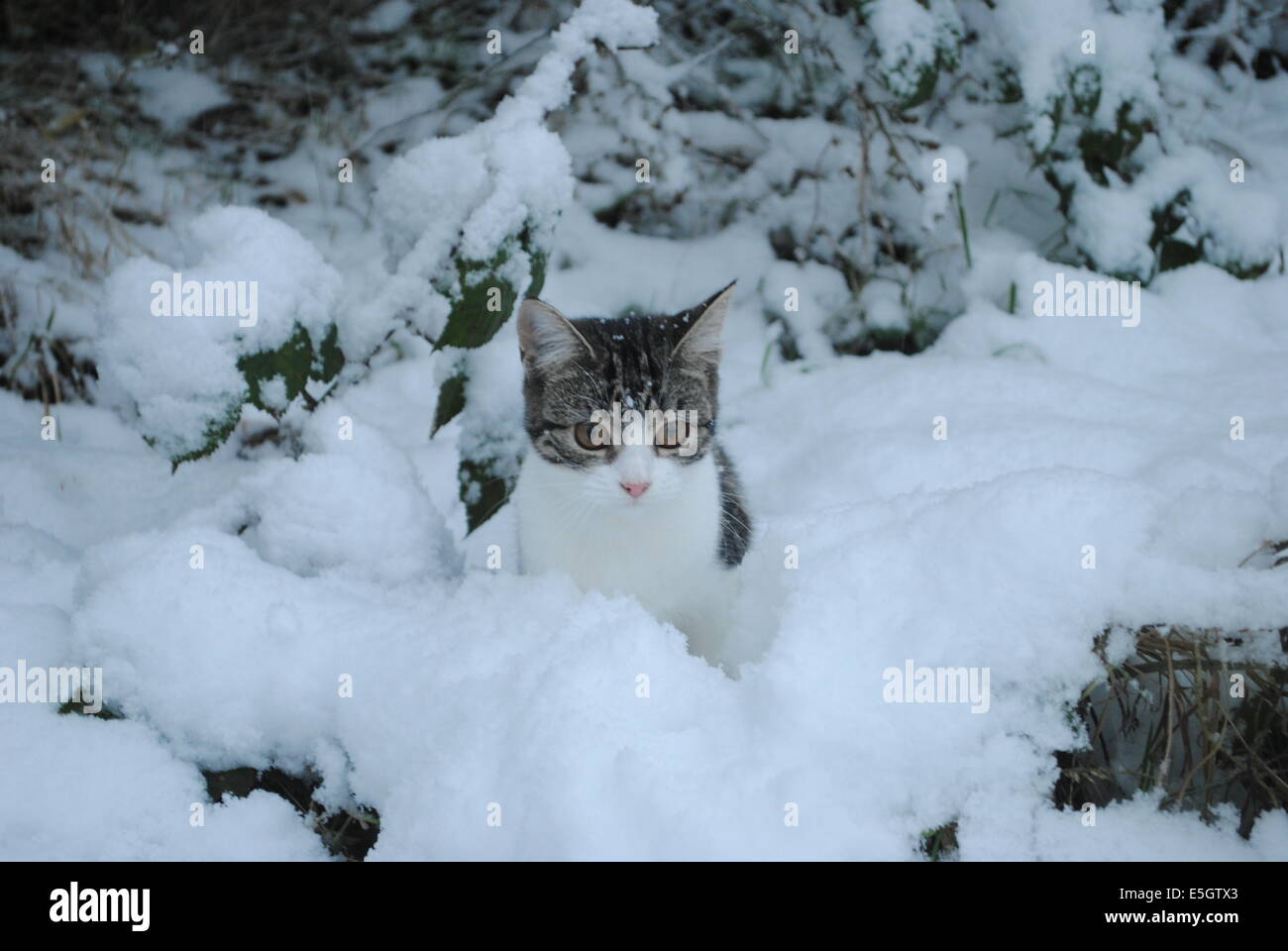 Tabby cat in snow Stock Photo Alamy