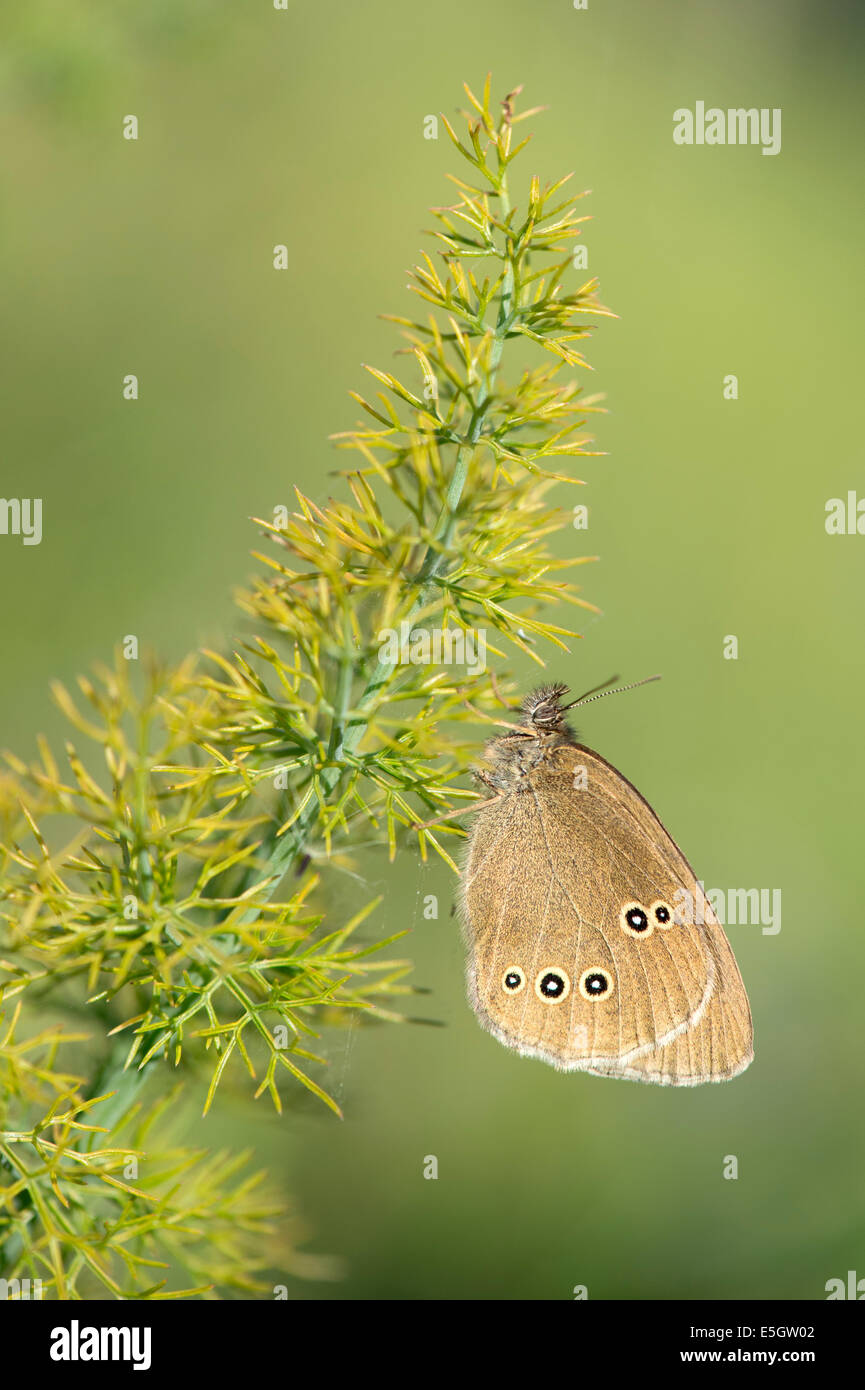 Ringlet butterfly (Aphantopus hyperantus), UK Stock Photo