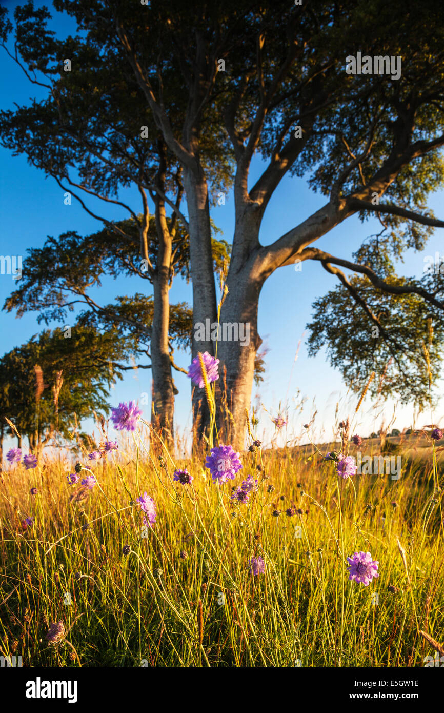 Early morning sunshine on windblown Scabiosa columbaria or Scabious with beech trees behind. Stock Photo