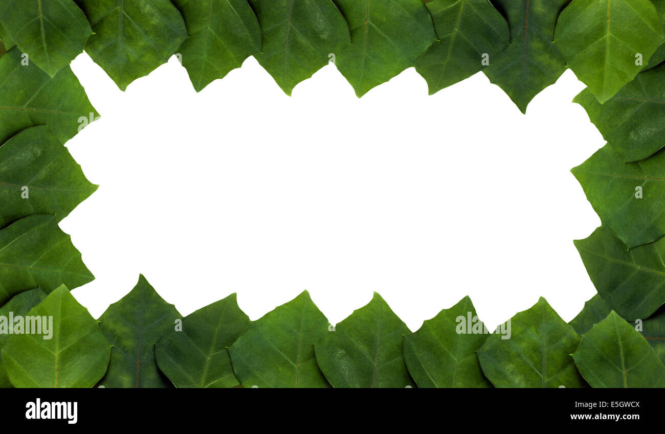 frame of rhoicissus rhomboidea leaf Stock Photo