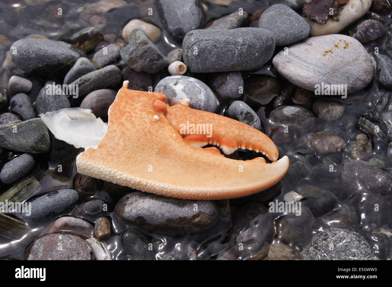Crab claw hi-res stock photography and images - Alamy