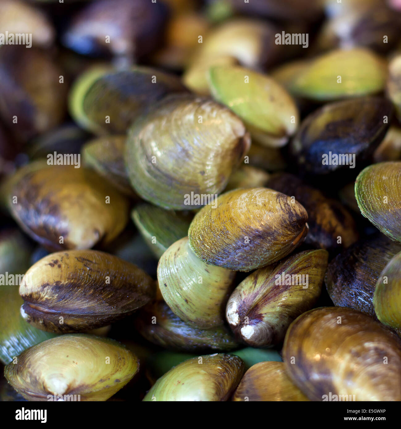 Oysters, mussels and scallops on asian market Stock Photo
