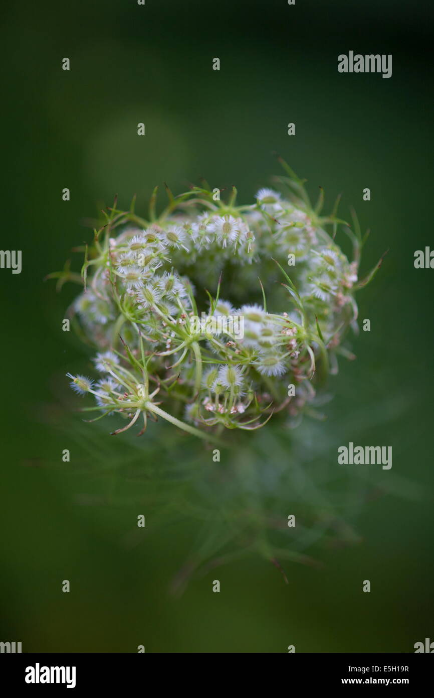 Queen Anne's Lace seed head Stock Photo Alamy