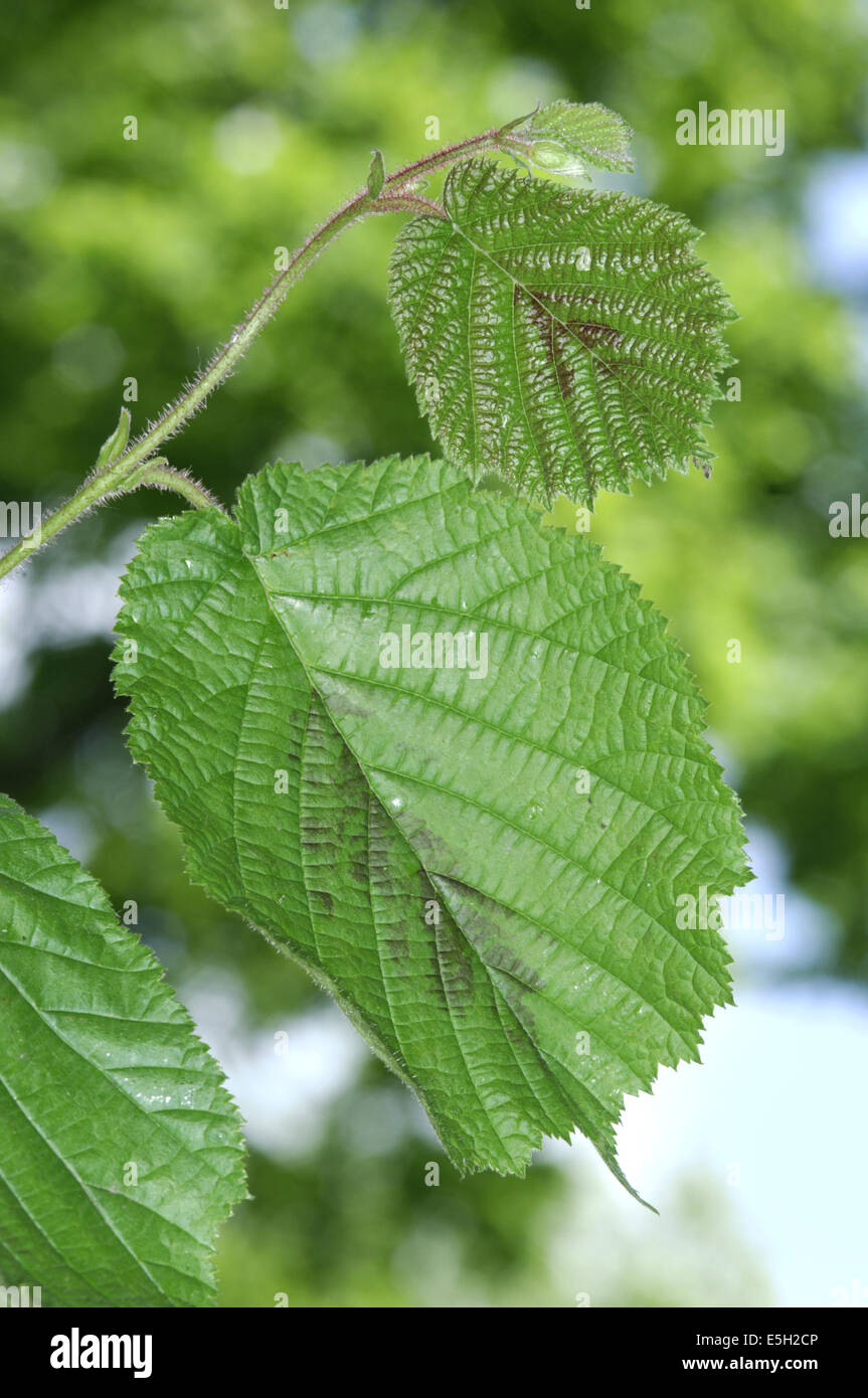 Filbert Corylus maxima (Betulaceae Stock Photo Alamy