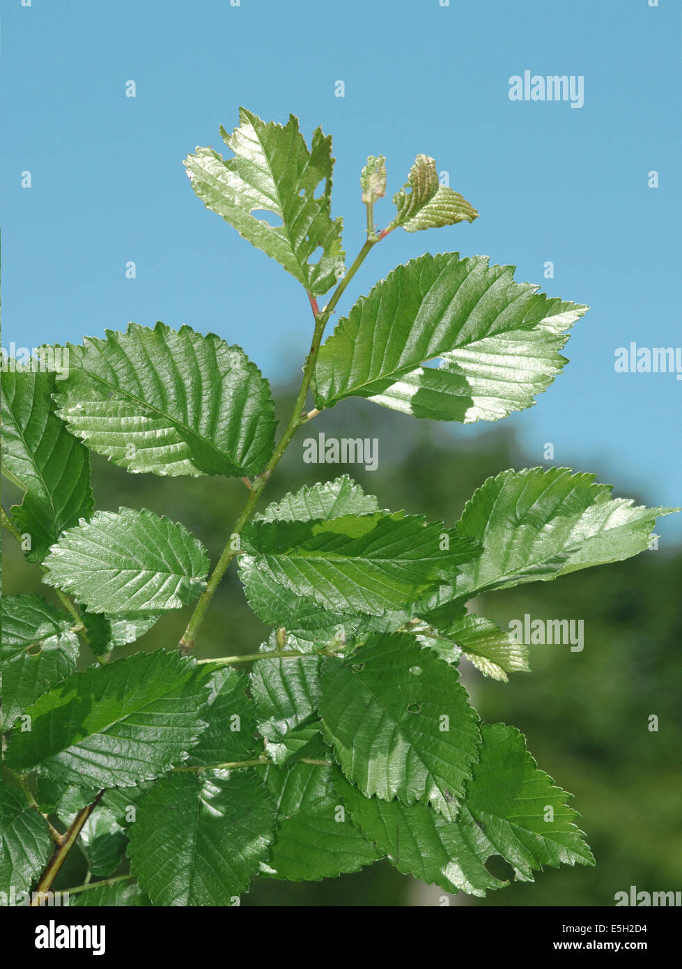 Smooth-leaved Elm - Ulmus carpinifolia Stock Photo